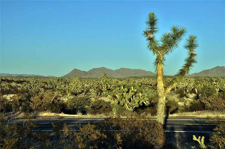joshua trees